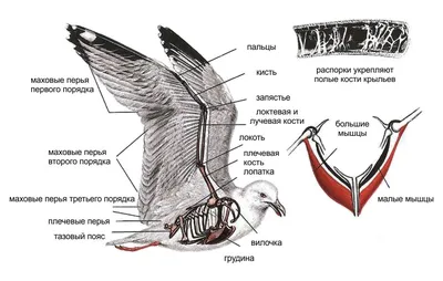 Крылья птицы для печати 3D модель - Скачать Животные на 3DModels.org