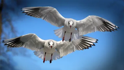 Крылья: Какой тип крыльев подойдёт именно тебе? Разберёмся на примере птиц!  | Книга животных | Дзен