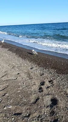 Отзыв о Пляжи в с. Малореченское (Россия, Крым) | Море, солнце, пляж...  верните меня к морю!