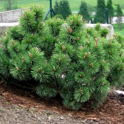 Сосна Крымская (Pinus nigra) - купить декоративные и хвойные растения с  доставкой по Украине в магазине Добродар