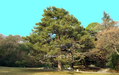 Сосна крымская (Pinus nigra ssp. pallasiana)