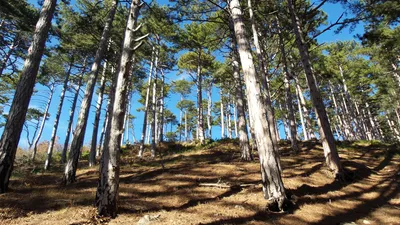 Семена Сосна Крымская (Pinus nigra pallasiana), 50 штук — купить в  интернет-магазине по низкой цене на Яндекс Маркете