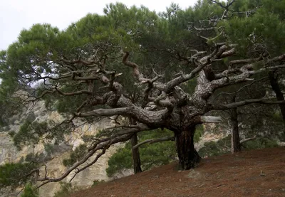 Сосна крымская 150/175 Pinus nigra subsp. pallasiana (К) — цена в LETTO