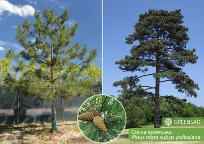 Сосна крымская. Pallas pine. | ПИТОМНИК ЭКЗОТИЧЕСКИХ ДЕРЕВЬЕВ