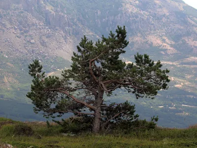 Купить Сосна крымская. Саженцы в Алматы - Treesvitas