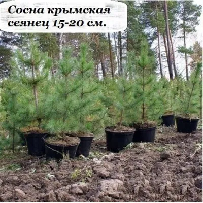 Green Optima - Питомник растений