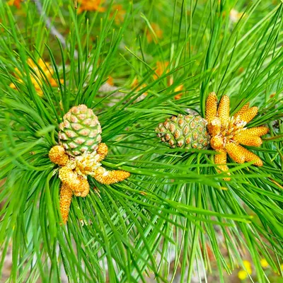 Сосна крымская. Pallas pine. | ПИТОМНИК ЭКЗОТИЧЕСКИХ ДЕРЕВЬЕВ