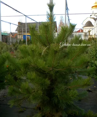 Семена сосна \"Крымская\" (Pinus nigra subsp. pallasiana) ЭС Россия: продажа,  цена в Есике. Ели, сосны натуральные от \"ТОО \"Arisha eurasia tradE\"\" -  97398765