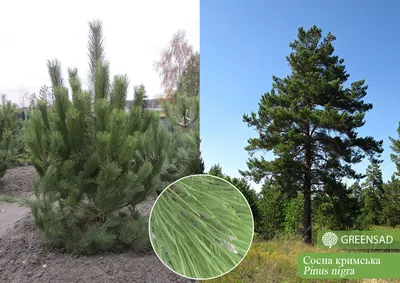 СОСНА КРЫМСКАЯ ПАЛЛАСА (PINUS NIGRA PALLASIANA) — НКО \"NORD-NUC\"