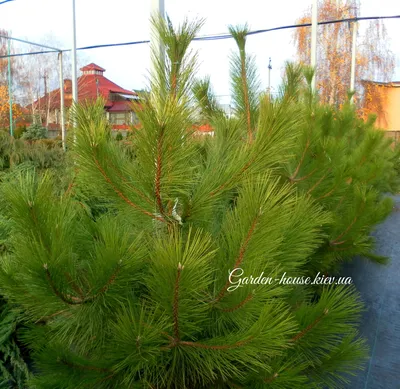 Сосна крымская Палласова (Pinus nigra subsp. pallasiana) — Азовский  лесопитомник