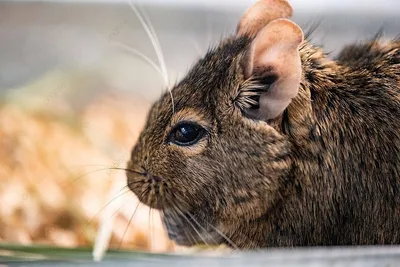 Домашняя крыса (rattus rattus) малага, испания | Премиум Фото