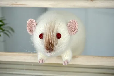 File:Ручная крыса дамбо.jpg - Wikimedia Commons