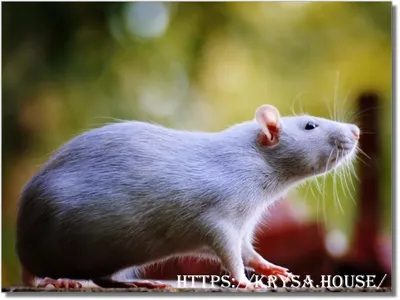 Крыса дамбо - «Не знала, что крысы бывают такими милашками » | отзывы