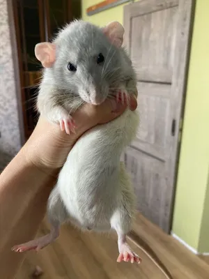 Самый маленький крыса дамбо в мире…» — создано в Шедевруме