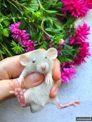 Крыса дамбо серебристого цвета с …» — создано в Шедевруме