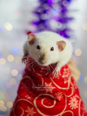 Купить декоративную домашнюю крысу дамбо, цена крысы в Москве