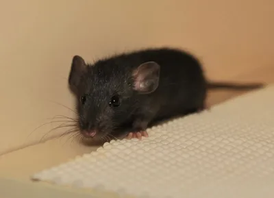Дамбо: особенности ухода за декоративной породистой крысой | В доме мечты!  | Дзен