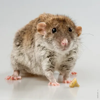 Мой первый Крыс | Пикабу