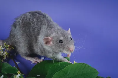 Крысята крыса дамбо рекс – купить в Москве, бесплатно, продано 21 мая 2019  – Грызуны