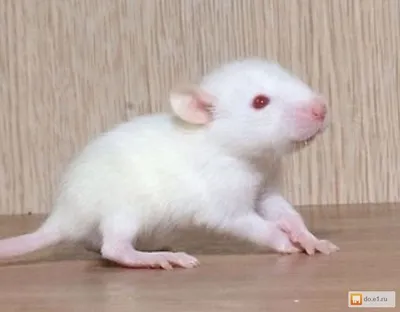 Крыса, крысенок дабл-рекс – купить в Москве, бесплатно, продано 27 июля  2019 – Грызуны
