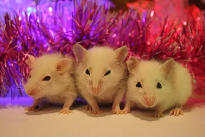 Крысята дамбо рекс и все для их содержания: поилки корм боксы в ... | Cute  rats, Pet rats, Baby rats