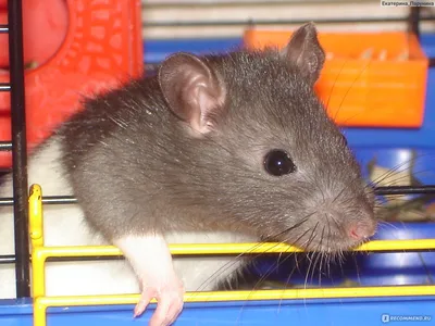 Купить декоративную домашнюю крысу дамбо, цена крысы в Москве