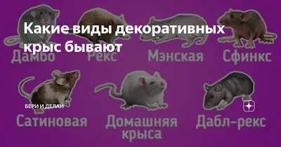 Домашние крысы: содержание и уход - Интернет-зоомагазин Korm