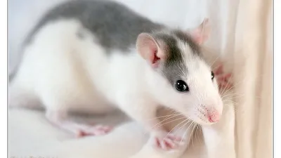 Крысы для дома. 🐁 | Мир и животные | Дзен