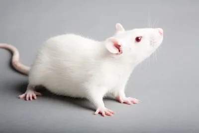 Крысы для дома. 🐁 | Мир и животные | Дзен