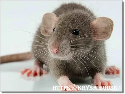 Крысы Дамбо сфинксы - «Крыса-сфинкс: личные опыт содержания и особенности  разведения » | отзывы