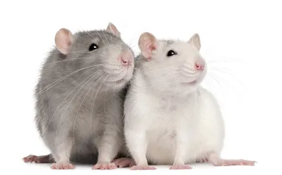 Ученый объяснил нашествие «чумных» крыс в Австралии. В чем его причина |  РБК Life