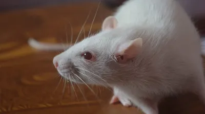 Британцев предупредили о миллионах крыс, которые придут в их дома - РИА  Новости, 12.12.2020