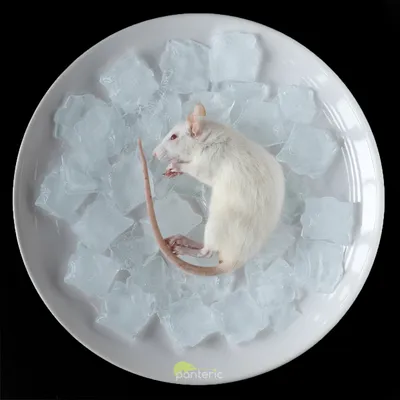 Ученые случайно обнаружили крысу без мозга - Газета.Ru