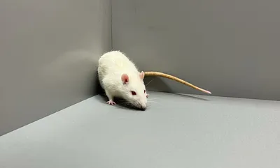 Ученые продлили жизнь самой старой из ныне живущих лабораторных крыс |  Ветеринария и жизнь