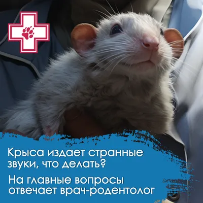 В Волжском из-за нашествия крыс забили тревогу: Роспотребнадзор потребовал  травли пока чума и бешенство не распространились