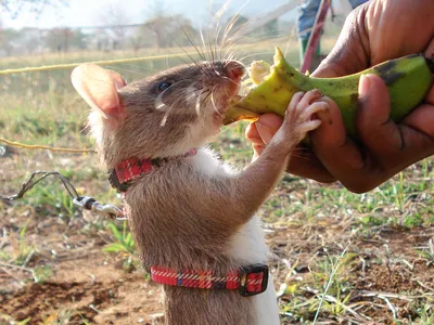 Крысы во дворе | город Иматра