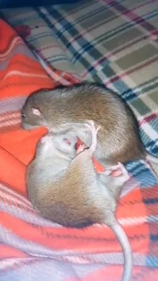Открытка с днем рождения с приколом Две крысы смотрят друг на друга веселая  и милая - купить с доставкой в интернет-магазине OZON (567410545)