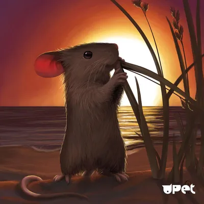 Zefirka: Картинки, приколы и развлечения | Baby possum, Opossum, Animal  pictures