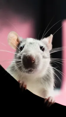 Год крысы – уникальные и животное и год