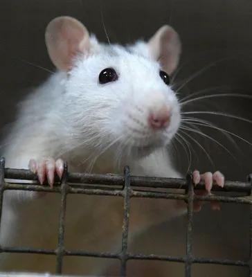 Гамбийская хомяковая крыса — Википедия