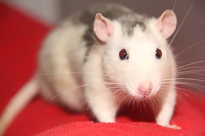 Крысы – умные и чистоплотные животные | ZOO CHANNEL | Дзен