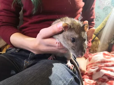Самое милое животное крыса в …» — создано в Шедевруме
