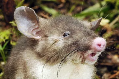 В Камбодже умерла знаменитая крыса-\"сапер\", получившая высшую награду  Великобритании — УНИАН