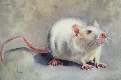Куча фоток крысов | Пикабу