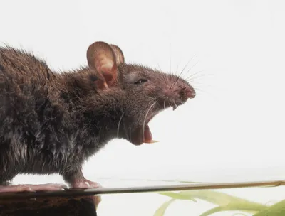 Почти килограммовая крыса: в Киеве установили рекорд, который может стать  мировым