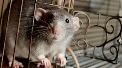Усыпление крысы на дому в Москве: низкие цены с выездом на дом службы  эвтаназии