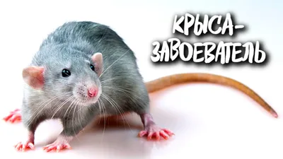 Домашние крысы - самые милые животные (ФОТО): новости, фото, домашние  животные