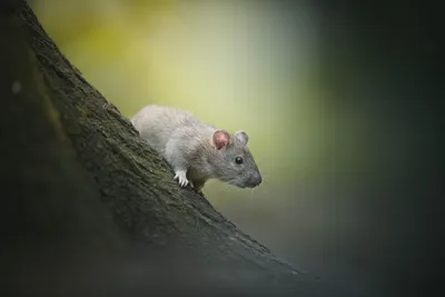 Декоративная крыса - «Ласковые и общительные животные! Рассказываю о  содержании и кормлении» | отзывы