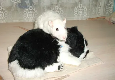Смешные милые животные крысы с большим чемоданом путешествуют Стоковое Фото  - изображение насчитывающей крыса, авиапорты: 199135518