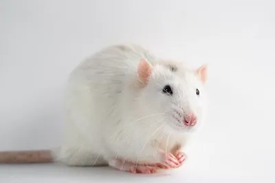 Хаски крыса на белом фоне | Премиум Фото